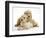 Miniature Goldendoodle Puppies (Golden Retriever X Miniature Poodle Cross) Aged 7 Weeks, Lying-Mark Taylor-Framed Photographic Print