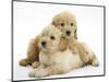 Miniature Goldendoodle Puppies (Golden Retriever X Miniature Poodle Cross) Aged 7 Weeks, Lying-Mark Taylor-Mounted Photographic Print