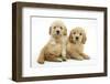 Miniature Goldendoodle Puppies (Golden Retriever X Miniature Poodle Cross) Aged 7 Weeks, Lying-Mark Taylor-Framed Photographic Print