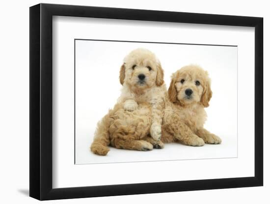 Miniature Goldendoodle Puppies (Golden Retriever X Miniature Poodle Cross) Aged 7 Weeks, Lying-Mark Taylor-Framed Photographic Print