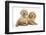 Miniature Goldendoodle Puppies (Golden Retriever X Miniature Poodle Cross) Aged 7 Weeks, Lying-Mark Taylor-Framed Photographic Print