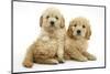 Miniature Goldendoodle Puppies (Golden Retriever X Miniature Poodle Cross) Aged 7 Weeks, Lying-Mark Taylor-Mounted Photographic Print