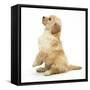 Miniature Goldendoodle Puppy (Golden Retriever X Miniature Poodle Cross) Sitting Up, Begging-Mark Taylor-Framed Stretched Canvas