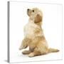 Miniature Goldendoodle Puppy (Golden Retriever X Miniature Poodle Cross) Sitting Up, Begging-Mark Taylor-Stretched Canvas
