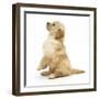 Miniature Goldendoodle Puppy (Golden Retriever X Miniature Poodle Cross) Sitting Up, Begging-Mark Taylor-Framed Photographic Print