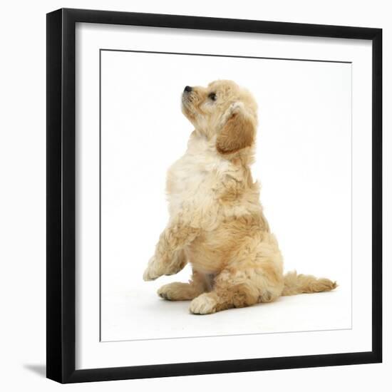 Miniature Goldendoodle Puppy (Golden Retriever X Miniature Poodle Cross) Sitting Up, Begging-Mark Taylor-Framed Photographic Print