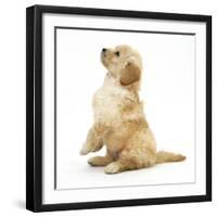 Miniature Goldendoodle Puppy (Golden Retriever X Miniature Poodle Cross) Sitting Up, Begging-Mark Taylor-Framed Photographic Print
