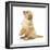 Miniature Goldendoodle Puppy (Golden Retriever X Miniature Poodle Cross) Sitting Up, Begging-Mark Taylor-Framed Photographic Print