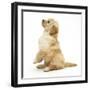 Miniature Goldendoodle Puppy (Golden Retriever X Miniature Poodle Cross) Sitting Up, Begging-Mark Taylor-Framed Photographic Print