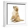 Miniature Goldendoodle Puppy (Golden Retriever X Miniature Poodle Cross) Sitting Up, Begging-Mark Taylor-Framed Photographic Print