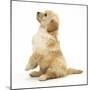 Miniature Goldendoodle Puppy (Golden Retriever X Miniature Poodle Cross) Sitting Up, Begging-Mark Taylor-Mounted Photographic Print