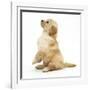 Miniature Goldendoodle Puppy (Golden Retriever X Miniature Poodle Cross) Sitting Up, Begging-Mark Taylor-Framed Photographic Print