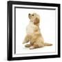 Miniature Goldendoodle Puppy (Golden Retriever X Miniature Poodle Cross) Sitting Up, Begging-Mark Taylor-Framed Photographic Print