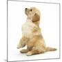 Miniature Goldendoodle Puppy (Golden Retriever X Miniature Poodle Cross) Sitting Up, Begging-Mark Taylor-Mounted Photographic Print