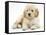 Miniature Goldendoodle Puppy (Golden Retriever X Poodle Cross) 7 Weeks, Lying Down-Mark Taylor-Framed Stretched Canvas