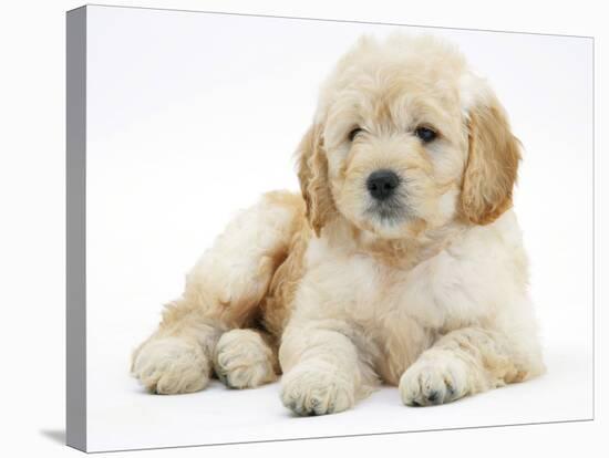 Miniature Goldendoodle Puppy (Golden Retriever X Poodle Cross) 7 Weeks, Lying Down-Mark Taylor-Stretched Canvas