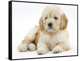 Miniature Goldendoodle Puppy (Golden Retriever X Poodle Cross) 7 Weeks, Lying Down-Mark Taylor-Framed Stretched Canvas