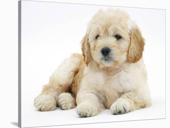 Miniature Goldendoodle Puppy (Golden Retriever X Poodle Cross) 7 Weeks, Lying Down-Mark Taylor-Stretched Canvas