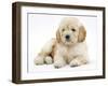 Miniature Goldendoodle Puppy (Golden Retriever X Poodle Cross) 7 Weeks, Lying Down-Mark Taylor-Framed Premium Photographic Print