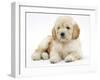 Miniature Goldendoodle Puppy (Golden Retriever X Poodle Cross) 7 Weeks, Lying Down-Mark Taylor-Framed Premium Photographic Print