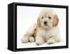 Miniature Goldendoodle Puppy (Golden Retriever X Poodle Cross) 7 Weeks, Lying Down-Mark Taylor-Framed Stretched Canvas