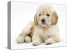 Miniature Goldendoodle Puppy (Golden Retriever X Poodle Cross) 7 Weeks, Lying Down-Mark Taylor-Stretched Canvas