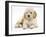 Miniature Goldendoodle Puppy (Golden Retriever X Poodle Cross) 7 Weeks, Lying Down-Mark Taylor-Framed Photographic Print