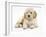 Miniature Goldendoodle Puppy (Golden Retriever X Poodle Cross) 7 Weeks, Lying Down-Mark Taylor-Framed Photographic Print