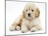 Miniature Goldendoodle Puppy (Golden Retriever X Poodle Cross) 7 Weeks, Lying Down-Mark Taylor-Mounted Photographic Print