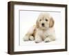 Miniature Goldendoodle Puppy (Golden Retriever X Poodle Cross) 7 Weeks, Lying Down-Mark Taylor-Framed Photographic Print