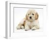 Miniature Goldendoodle Puppy (Golden Retriever X Poodle Cross) 7 Weeks, Lying Down-Mark Taylor-Framed Photographic Print