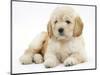 Miniature Goldendoodle Puppy (Golden Retriever X Poodle Cross) 7 Weeks, Lying Down-Mark Taylor-Mounted Photographic Print