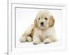 Miniature Goldendoodle Puppy (Golden Retriever X Poodle Cross) 7 Weeks, Lying Down-Mark Taylor-Framed Photographic Print