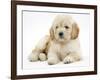 Miniature Goldendoodle Puppy (Golden Retriever X Poodle Cross) 7 Weeks, Lying Down-Mark Taylor-Framed Photographic Print