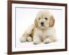 Miniature Goldendoodle Puppy (Golden Retriever X Poodle Cross) 7 Weeks, Lying Down-Mark Taylor-Framed Photographic Print