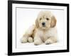 Miniature Goldendoodle Puppy (Golden Retriever X Poodle Cross) 7 Weeks, Lying Down-Mark Taylor-Framed Photographic Print