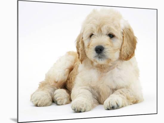 Miniature Goldendoodle Puppy (Golden Retriever X Poodle Cross) 7 Weeks, Lying Down-Mark Taylor-Mounted Photographic Print