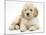 Miniature Goldendoodle Puppy (Golden Retriever X Poodle Cross) 7 Weeks, Lying Down-Mark Taylor-Mounted Photographic Print