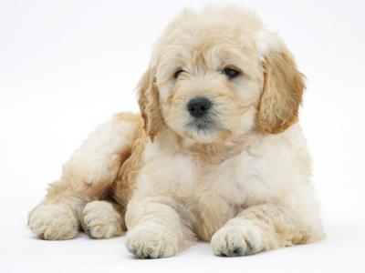 Golden retriever top x mini poodle