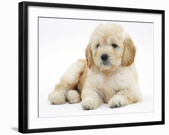 Miniature Goldendoodle Puppy (Golden Retriever X Poodle Cross) 7 Weeks, Lying Down-Mark Taylor-Framed Photographic Print