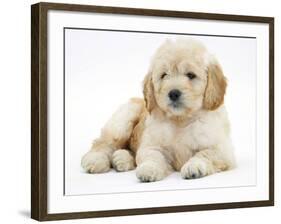 Miniature Goldendoodle Puppy (Golden Retriever X Poodle Cross) 7 Weeks, Lying Down-Mark Taylor-Framed Photographic Print