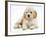 Miniature Goldendoodle Puppy (Golden Retriever X Poodle Cross) 7 Weeks, Lying Down-Mark Taylor-Framed Photographic Print