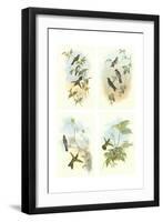 Miniature Gould Hummingbirds-null-Framed Art Print