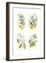 Miniature Gould Hummingbirds-null-Framed Art Print