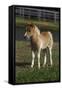 Miniature Horse 001-Bob Langrish-Framed Stretched Canvas