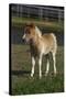 Miniature Horse 001-Bob Langrish-Stretched Canvas