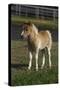 Miniature Horse 001-Bob Langrish-Stretched Canvas