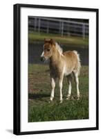 Miniature Horse 001-Bob Langrish-Framed Photographic Print