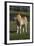 Miniature Horse 001-Bob Langrish-Framed Photographic Print