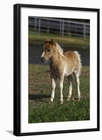 Miniature Horse 001-Bob Langrish-Framed Photographic Print